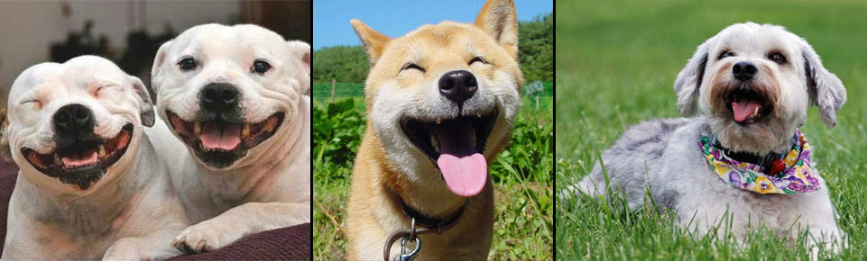 happy dog paw spa